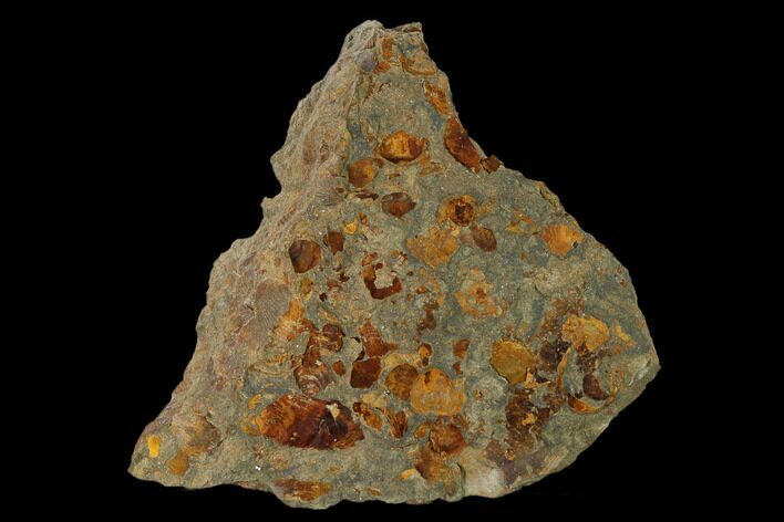Pennsylvanian Fossil Brachiopod Plate - Kentucky #158788
